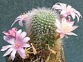 Rebutia kariusiana 1