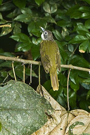 Archivo:Red-tailed Greenbul - Ghana S4E1441 (16865811439)