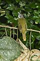 Red-tailed Greenbul - Ghana S4E1441 (16865811439)