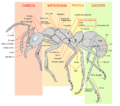 Scheme ant worker anatomy-es