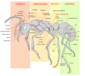 Archivo:Scheme ant worker anatomy-es