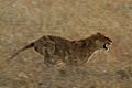 Serengeti Lion Running saturated