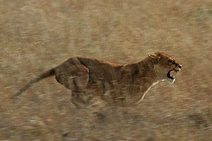 Archivo:Serengeti Lion Running saturated
