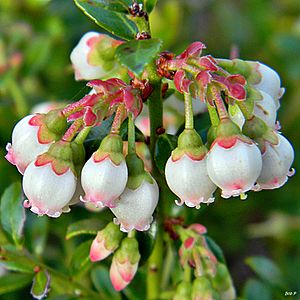Archivo:Shiny blueberry (Vaccinium myrsinites) (7154743184)
