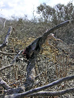 Archivo:Shrike prey lizard