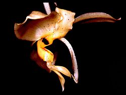 Stanhopea pozoi Orchi 001.jpg