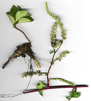 Archivo:Starr 010725-9001 Anredera cordifolia