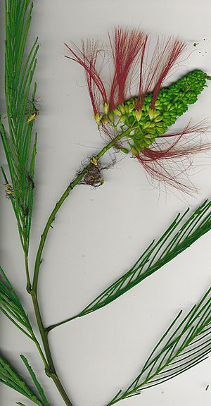 Archivo:Starr 061212-9001 Calliandra houstoniana var. calothyrsus