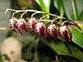Stelis restrepioides - Flickr 003