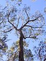 Stringybark Lawson Blue Mountains NP