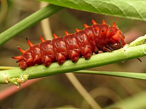 Archivo:Texas Canyon - Pipevine Swallowtail Caterpillar 1 (2)