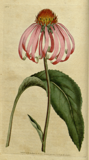 Archivo:The Botanical Magazine, Plate 2 (Volume 1, 1787)