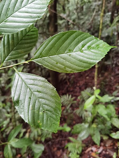 Ticodendron incognitum 213116901