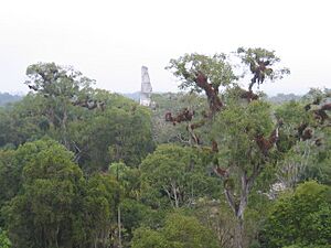 Archivo:Tikal2