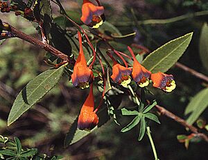 Archivo:Tropaeolum tricolor (8648175477)