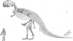 Archivo:Tyrannosaurus skeleton