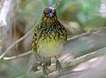 Western Bowerbird at Alice Springs Desert Park