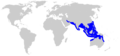 Winghead Shark DistMap