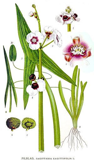 Archivo:485 Sagittaria sagittifolia