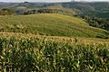 Agro PR Milharal em Medianeira