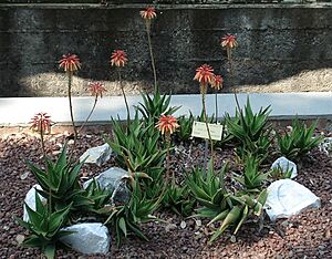 Archivo:Aloe lastii
