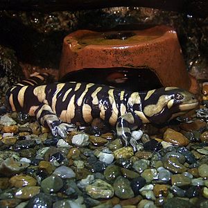 Archivo:Ambystoma mavortium 2006