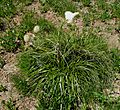 Anemone occidentalis - Xerophyllum tenax (Beargrass)