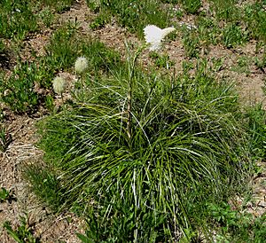 Archivo:Anemone occidentalis - Xerophyllum tenax (Beargrass)