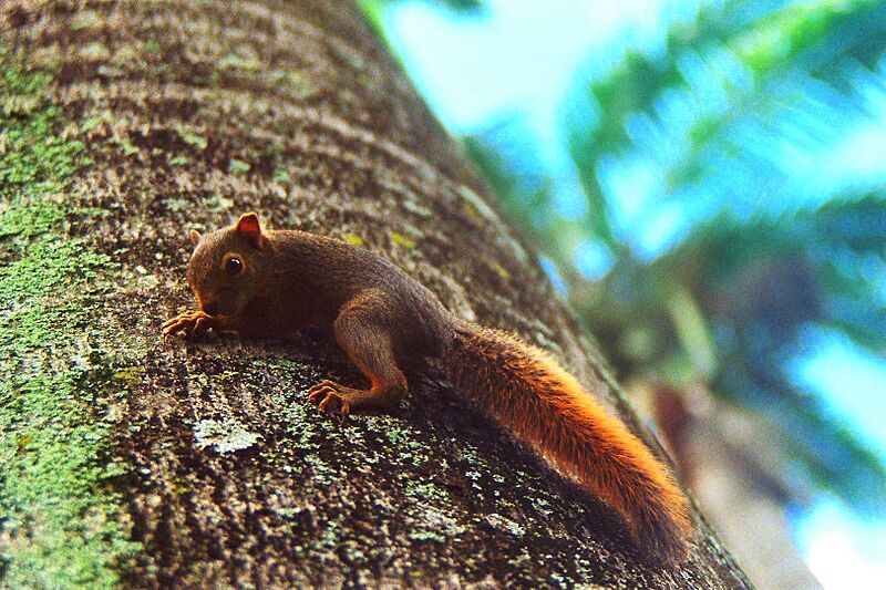 Ardilla Inocente