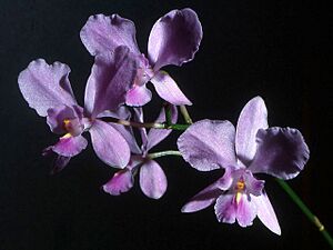 Archivo:Artorima erubescens Orchi 05