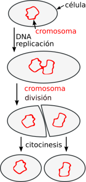 Archivo:Binary fission es