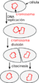Binary fission es