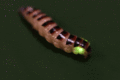 Bioluminescent beetle Elateroidea - animated