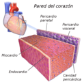 Blausen 0470 HeartWall es