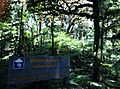 Bosque nuboso Isla del Coco