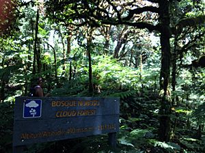 Archivo:Bosque nuboso Isla del Coco