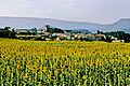Burgos (provincia) 2004 12