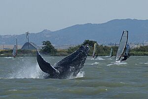 Archivo:CalfDawnBreachWindsurfers