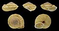 Canariella eutropis 01