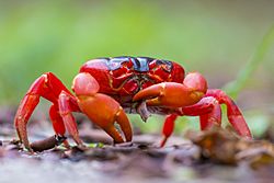 Christmas Island Red Crab.jpg