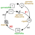 Ciclo de vida haplodiplonte