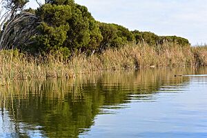 Archivo:Clayton Bay Wetland Vegetation