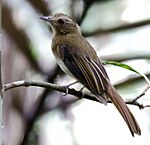 Archivo:Cnipodectes subbrunneus - Brownish twistwing, Careiro, Amazonas, Brazil (cropped)
