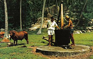 Archivo:Coconut oil making Seychelles