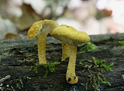 Cyptotrama chrysopepla (756478).jpg
