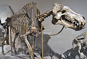 Archivo:Dinohyus hollandi (fossil mammal)Lower Miocene of Nebraska