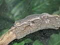 Diplodactylus taenicauda 1