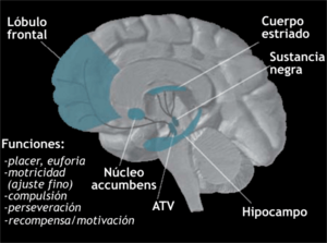 Archivo:Dopamine Pathways-es