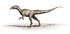 Dracoraptor hanigani.PNG