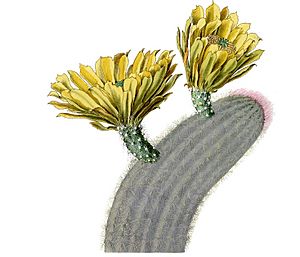 Archivo:Echinocereus dasyacanthus pm